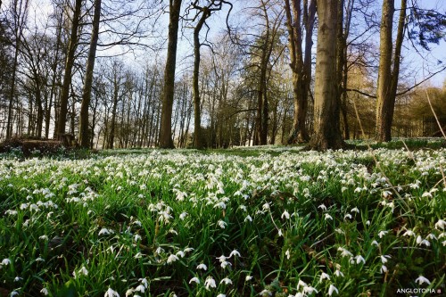 snowdrop-wood-wiltshire-pythouse-estate.jpeg