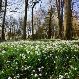 snowdrop-wood-wiltshire-pythouse-estate